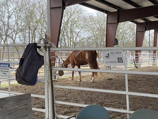 Healing With Horses Ranch