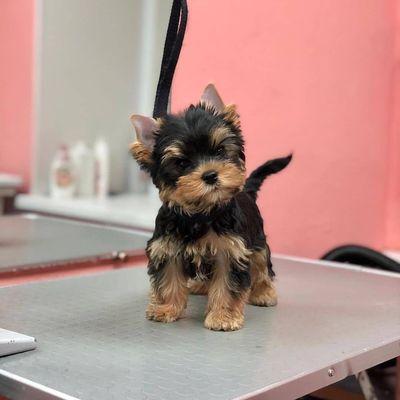 Yorkie puppy