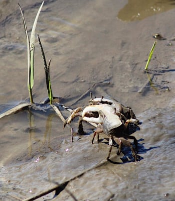 Fiddler Crabs