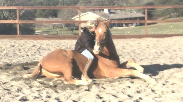 The owner of Majestic Rider - Gaye and Cash a Tennessee Walking Horse