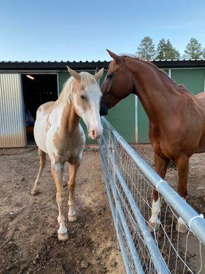 Northern Arizona Riding Stables