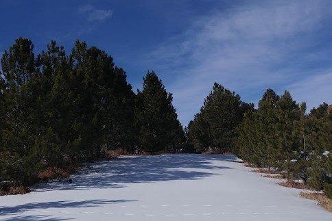 Austrian Pine Field