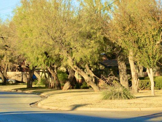 I think the Mesquite tree should be The official tree of Texas.