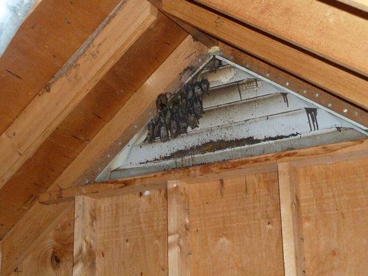 Bats in attic