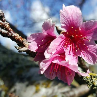 Sakura in bloom