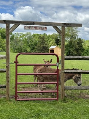 Love their donkeys