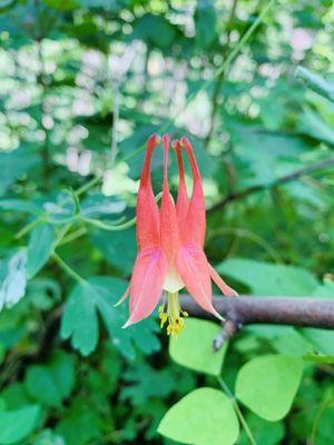 Flower found on trail