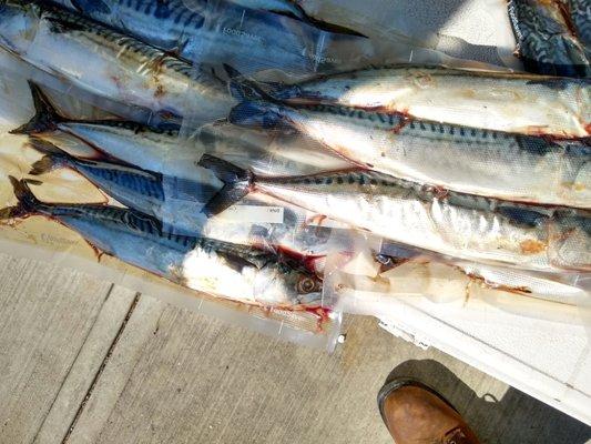 Mackerel fresh packed on site daily!  Target the Bluefish and Striper!