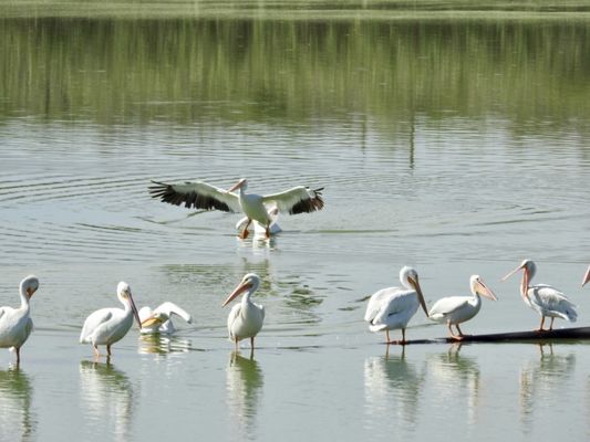 Pelicans