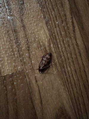 Roaches at night (living room)