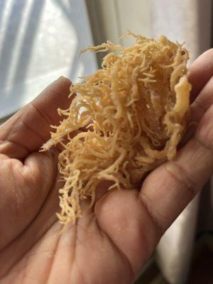 Wild crafted "chondrus crispus" Saint Lucian Sea Moss