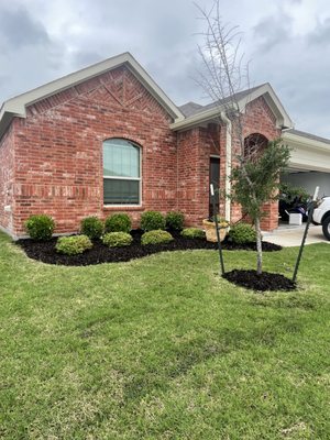 Bush trim new mulch in beds