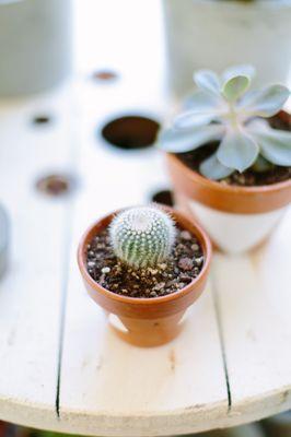 Succulents & Cactus & in hand painted pots