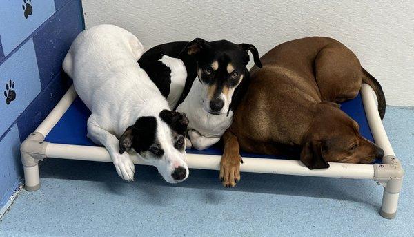 Lucy (left) and Crash (right) with a friend at doggie daycare.