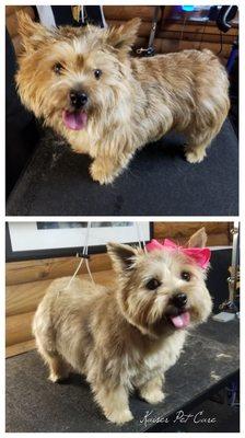 #norwichterrier #beforeandafter #grooming #virginia #handstripping #handstrip #breed #kaiserpetcare