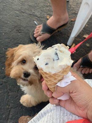 My pup Coral and my coral cone