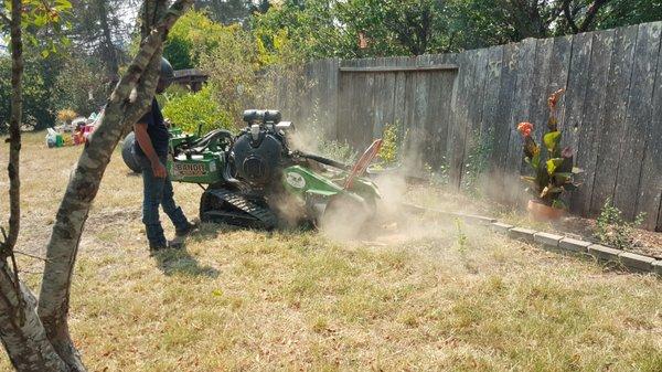 During: large Birch tree stump grinding.