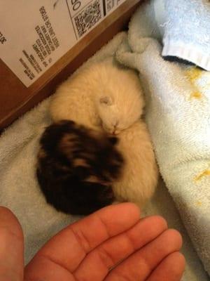 5 days old