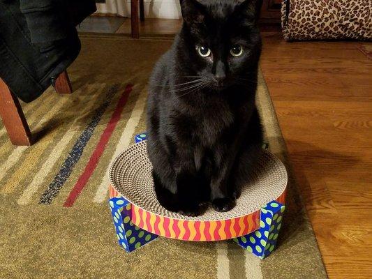 Piglet loving his new scratcher.