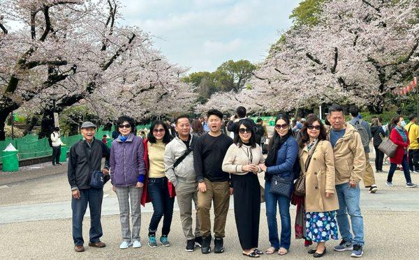 Sakura - Japan