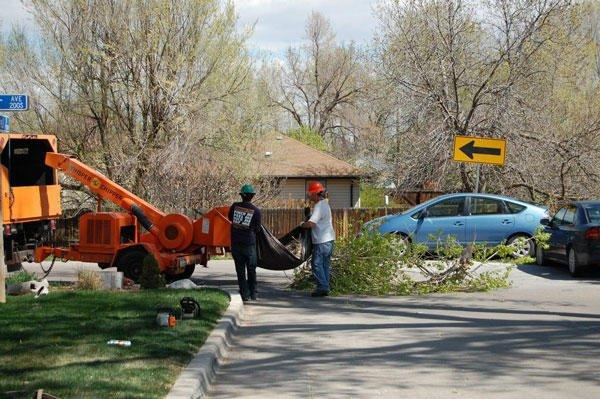 Colorado Tree Experts