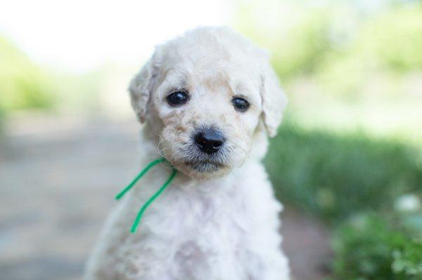 Mini F1B Male Goldendoodle Puppy