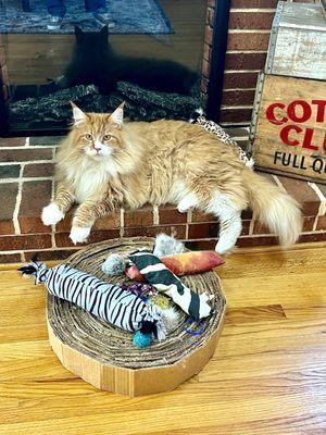 My Maine Coon after his clean up!