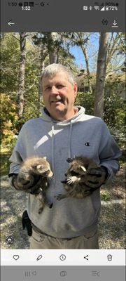 Raccoons removed from attic