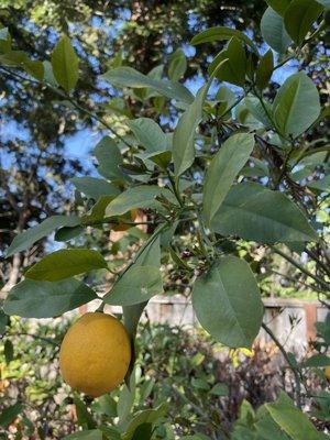 Lemon's growing in my brother's backyard.