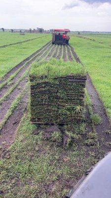 A Freshly cut pallet of Bahia Grass in the sod farm