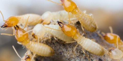 3 Signs You Need Termite Control