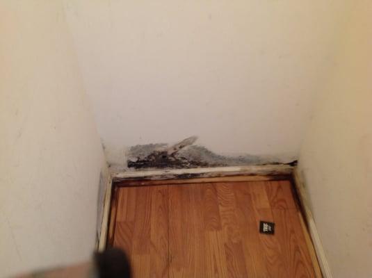 Mold can be a serious health risk to you and your family.  We can treat and or tear out/ replace any areas it is present.