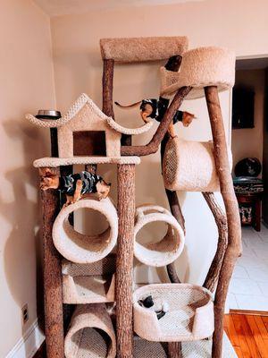 We purchased this cat tree for our 1st batch of kittens 17 years ago. It's an original from Angelical cat company.