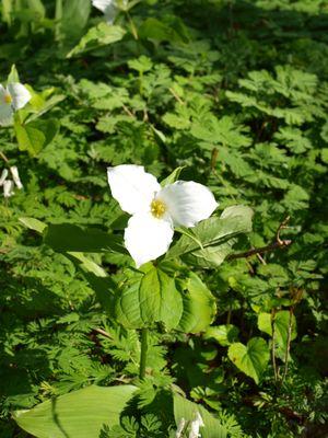 Trillium in Spring