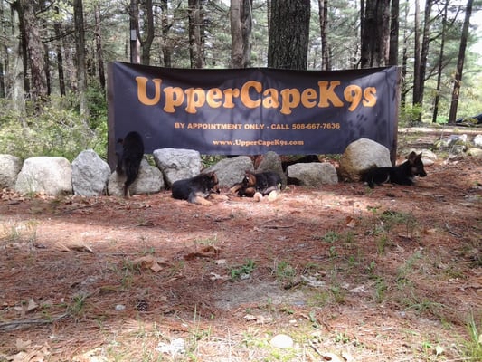 Welcome to Camp K9s, on five forested acres on Tihonet Pond in Wareham.