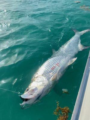 Tarpon