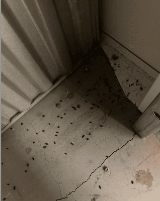 Mice droppings, some larger rat droppings too.