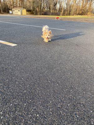 K9 Cody Dog Park