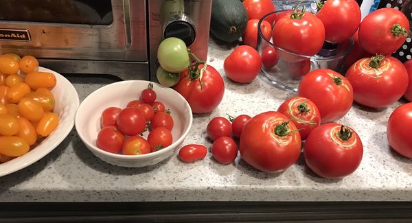 Tomatoes available from our community garden.