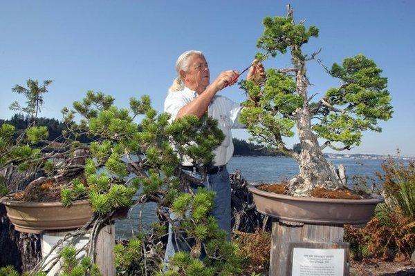 Dan Robinson caring for his bonsai collection. He's working on a miniaturized Hinoki cyprus which in nature would easily reach 35 feet.