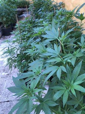 A few of our marijuana seeds that have become gorgeous healthy plants in Phoenix AZ