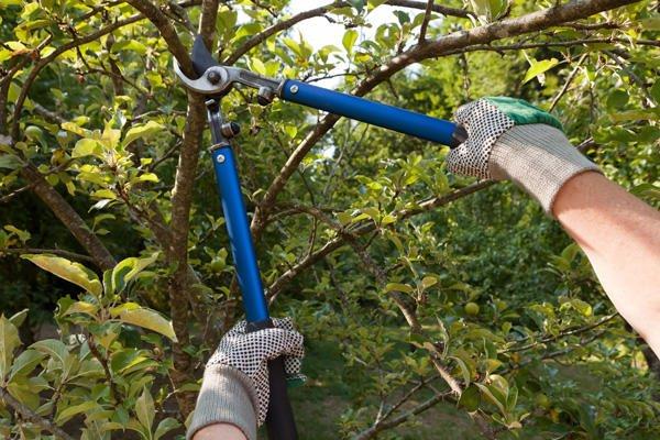 Tree Trimming expert