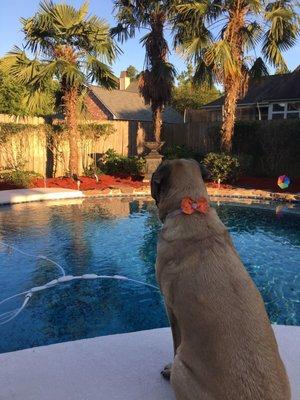 Even my English Mastiff, Beignet, appreciates ASP keeping "our" pool beautiful since loves to jump in there too....