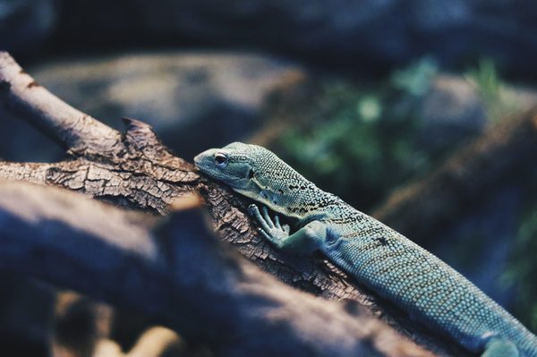 Green Tree Monitor.