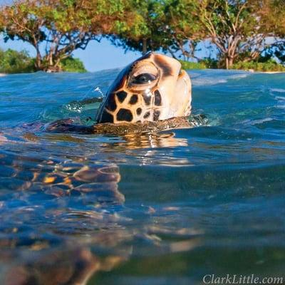 Big Island Honu