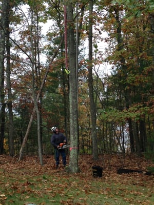 In the process of taking down a tree.