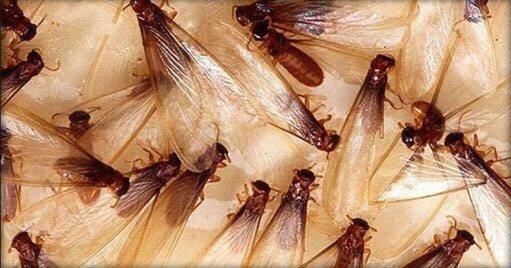 Swarming Termites.