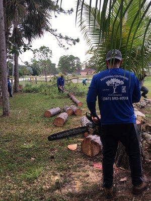 Cutting up pine tree