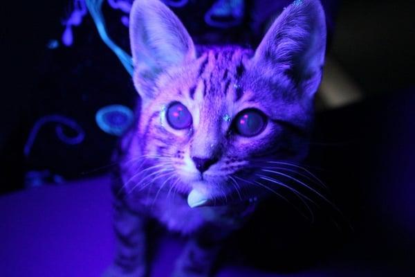 During inspection under a Woods Lamp, the bald areas of this kitten's face glowed neon yellowish green = Ringworm.