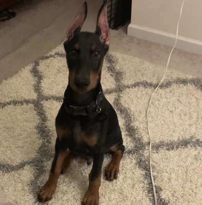 Jack at 3 months old, shortly after having his ears cropped.